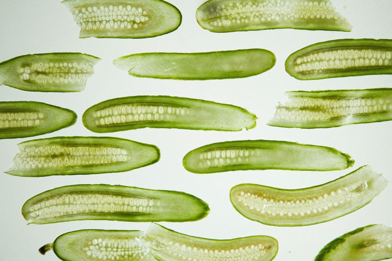 beneficii castravete beneficii