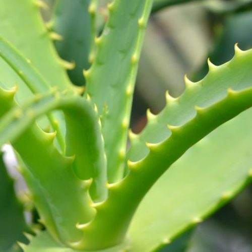 aloe